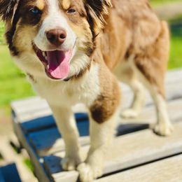 Goji - Miniature Australian Shepherd
