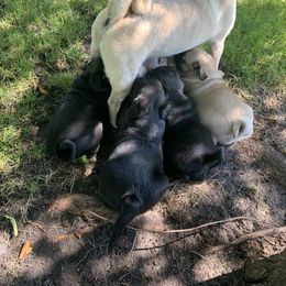 Pug All Grown Up from Katy Holland