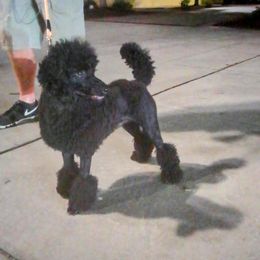 Maize - Poodle
