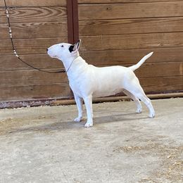 Gertie - Miniature Bull Terrier