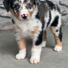 Miniature Australian Shepherd Puppies from Copper Creek Aussies