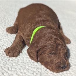 Lime Green - Red  male Goldendoodle puppy in Connecticut from Valley View Doodles