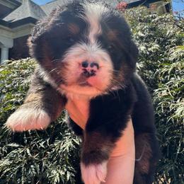 3rd pick male - Black tan and white male Bernese Mountain Dog puppy in Harrisburg, North Carolina from Bunn Ranch Goldens & Bernese