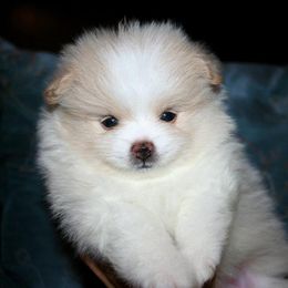 Pomeranian Puppies from Lilmonster Pomeranians