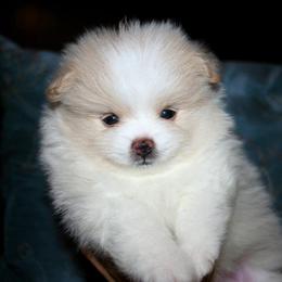 Pomeranian Puppies from Lilmonster Pomeranians