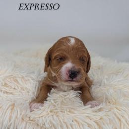 Expresso - Red  female Goldendoodle puppy in New Harmony, Indiana from Cottonwood Farms