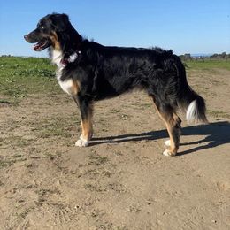 Australian Shepherd All Grown Up from A&K’s Aussies