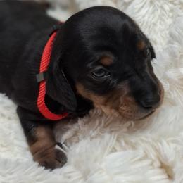 Girl 1 - Black and tan female Dachshund puppy in Salisbury, North Carolina from King's Dachshunds