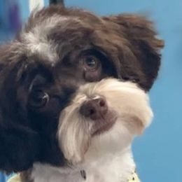 Havanese from Aspen Meadows