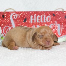 Valor - Red male Dachshund puppy in Bellville, Ohio from JK Mini Doxies
