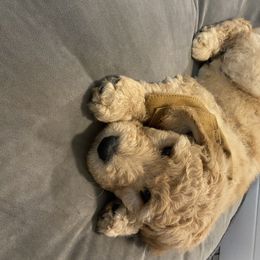 Goldendoodle Puppies from Jeanbeans Doodles