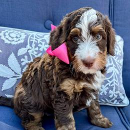 Peppermint Patty - Tri-color female Bernedoodle puppy in The Woodlands, Texas from Gracie's Goldendoodles and Bernedoodles