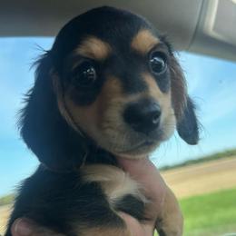 Charlie AKC - Black and tan male Dachshund puppy in Marseilles, Illinois from Zacha’s Doxie House