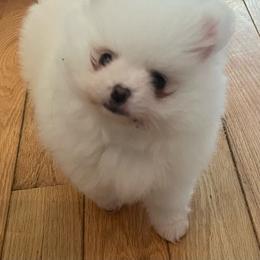 Lillie - White female Pomeranian puppy in Santa Rosa County, Florida from Florida Frenchies By the Sea, LLC