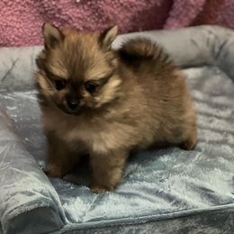 Pomeranian and Pomsky Puppies from Stonehill Breeders