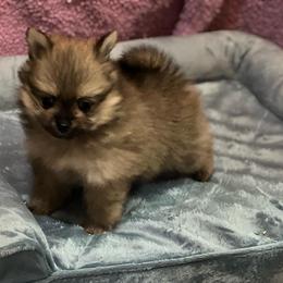 Pomeranian and Pomsky Puppies from Stonehill Breeders