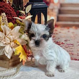 Boy 2800 - Parti male Yorkshire Terrier puppy in Nicholls, Georgia from Southeast Biewers