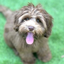 Abigail - Australian Labradoodle