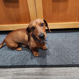 Fraiser - Dachshund