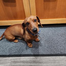 Fraiser - Dachshund
