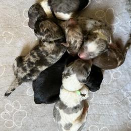 Boy4 - Black and white male Aussiedoodle puppy in Punta Gorda, Florida from Blitzenhaus Working Dogs-Home of the Working Czech Shepherd and Rottweiler