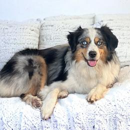 Jax - Miniature American Shepherd