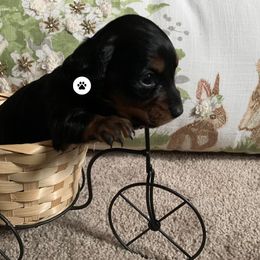 Dachshund Puppies from Cogsworth Cromwell Dachshunds of South West Michigan