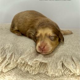 Yellow collar - Cream male Dachshund puppy in Cherry Valley, California from Sugar and Spice Dachshunds