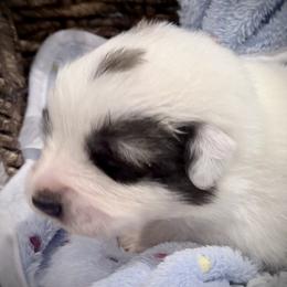 Mateo Green collar male - White and badger male Great Pyrenees puppy in Fair Grove, Missouri from Allen Wags & Woolies