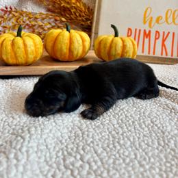 Omega - Black and tan male Dachshund puppy in Shelley, Idaho from Journey’s End Dachshunds