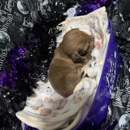 Bryson - Red male Dachshund puppy in Choctaw, Oklahoma from Danica’s Dachshunds