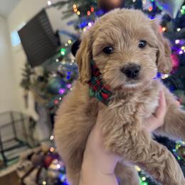 Australian Labradoodle Puppies from Liberty Hill Labradoodles