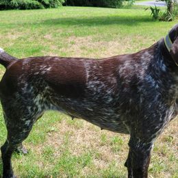 German Shorthaired Pointers from Susan's German Shorthaired Pointers