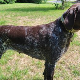 German Shorthaired Pointers from Susan's German Shorthaired Pointers