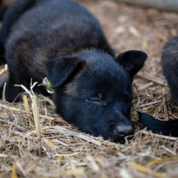 Dutch Shepherd Puppies from Faberge Hollandse Herdershond