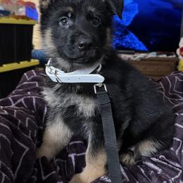 German Shepherd Puppies from Brooks High Quality Breeders