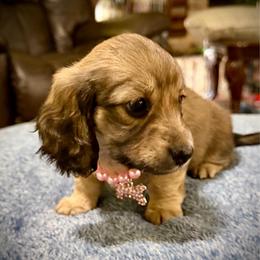 BLOSSOM - Cream female Dachshund puppy in Ville Platte, Louisiana from Cajun Pawfection