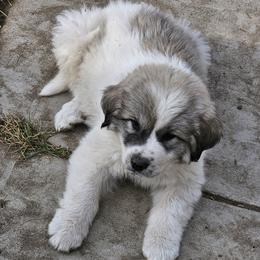 Blue Collar Boy - White and badger male Great Pyrenees puppy in Kennewick, Washington from Sandollar Farms | Alpacas & Great Pyrenees