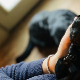 Labrador Retriever Puppies from One Willow Labradors