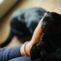 Labrador Retriever Puppies from One Willow Labradors