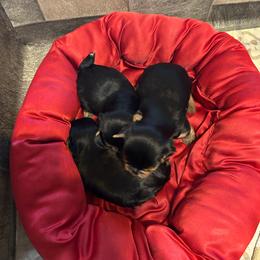Puppy Boy - Blue and gold male Yorkshire Terrier puppy in Erda, Utah from Earthmountain Yorkies