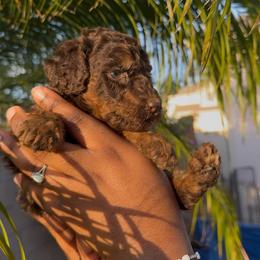 Vega - Phantom female Poodle puppy in Corona, California from Garden Of Poodles