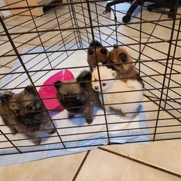 "Coco and Marlo puppies" Pomeranian Puppies from Pomeranians Palace