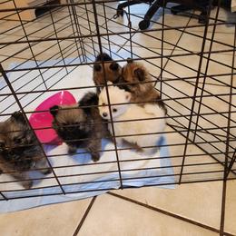 "Coco and Marlo puppies" Pomeranian Puppies from Pomeranians Palace