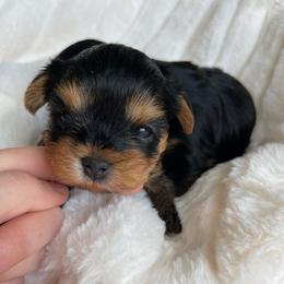 Boy 2 - Blue and gold male Yorkshire Terrier puppy in Alaska from Arctic Rose Yorkies