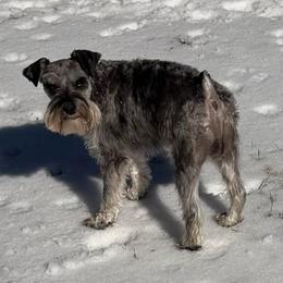 Baxter - Miniature Schnauzer