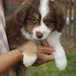 RTM8 - Red tri-color male Miniature American Shepherd puppy in Elgin, Oregon from LongMile Aussies