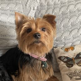Lola - Yorkshire Terrier