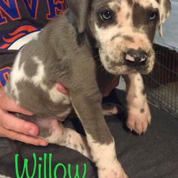 Great Dane Puppies from Texas Devine Danes