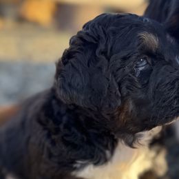Bernedoodles and Bernese Mountain Dogs from Central Washington doodles